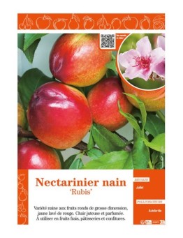 NECTARINIER NAIN RUBIS