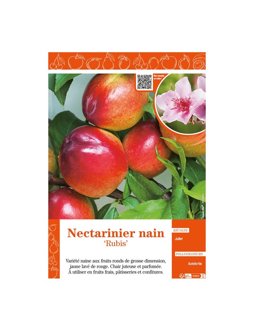 NECTARINIER NAIN RUBIS