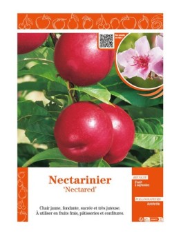 NECTARINIER NECTARED