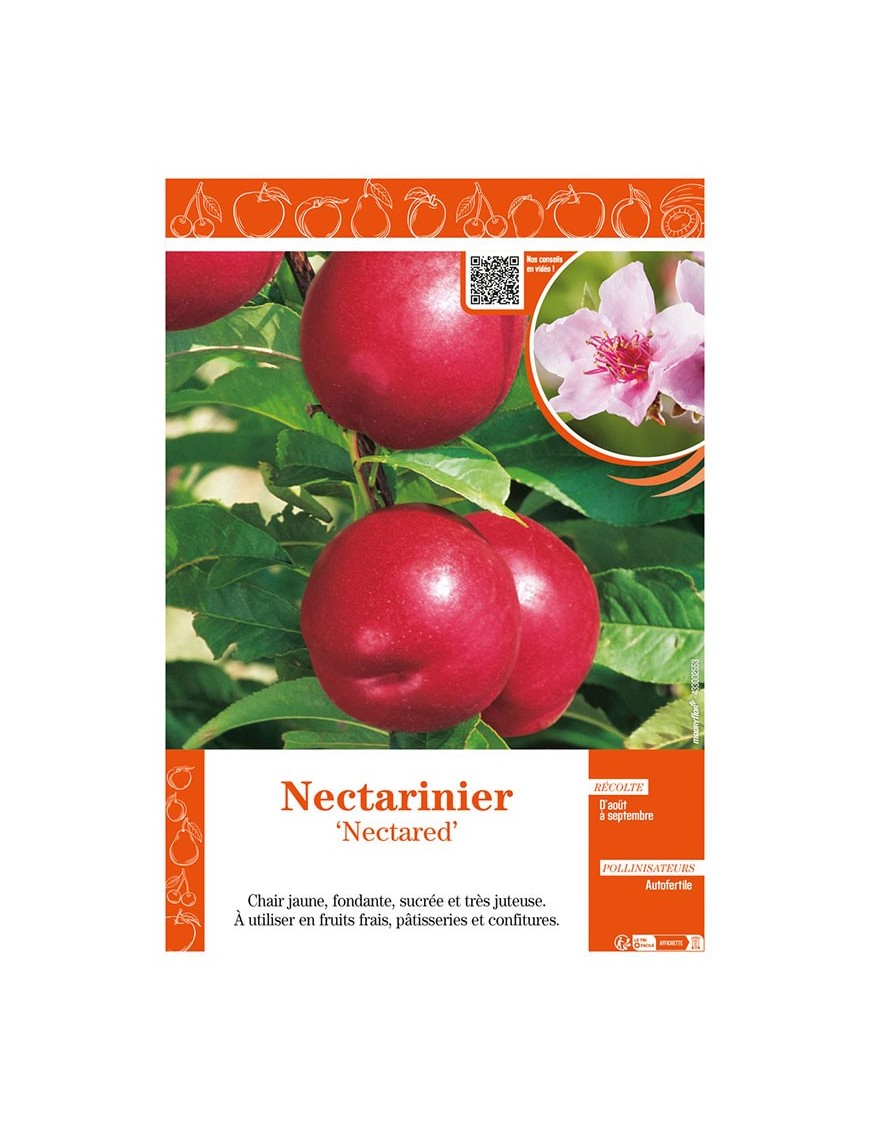 NECTARINIER NECTARED