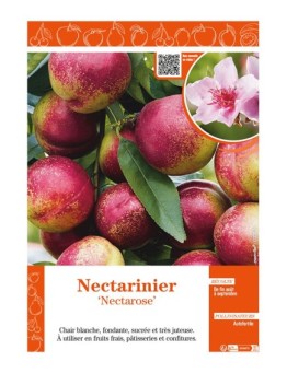 NECTARINIER NECTAROSE