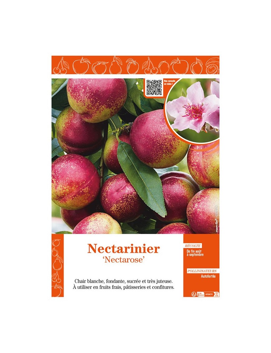 NECTARINIER NECTAROSE