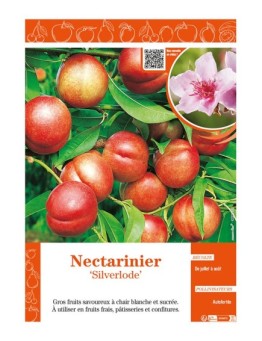 NECTARINIER SILVERLODE