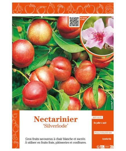 NECTARINIER SILVERLODE