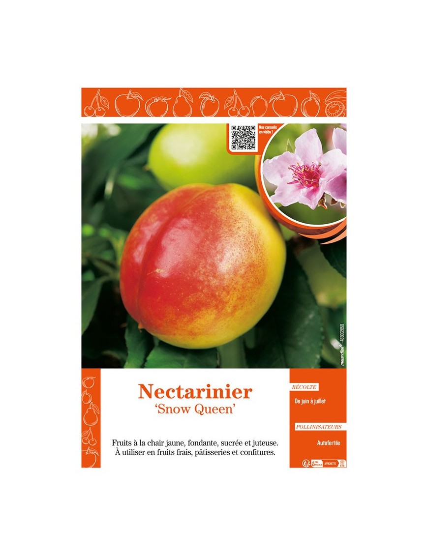 NECTARINIER SNOW QUEEN