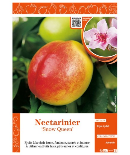 NECTARINIER SNOW QUEEN
