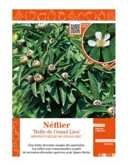 NÉFLIER BELLE DE GRAND LIEU Mespilus