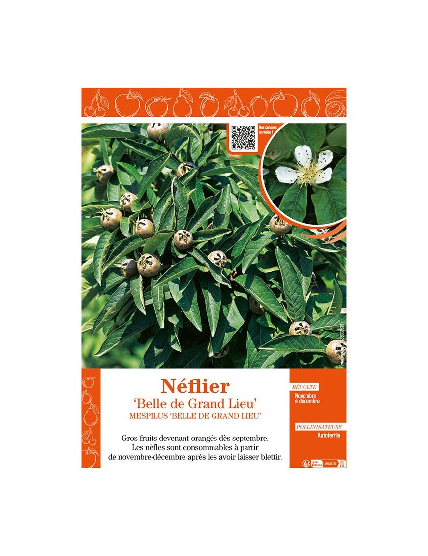 NÉFLIER BELLE DE GRAND LIEU Mespilus