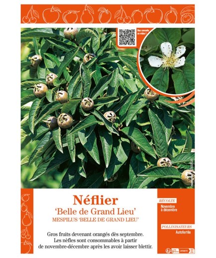 NÉFLIER BELLE DE GRAND LIEU Mespilus
