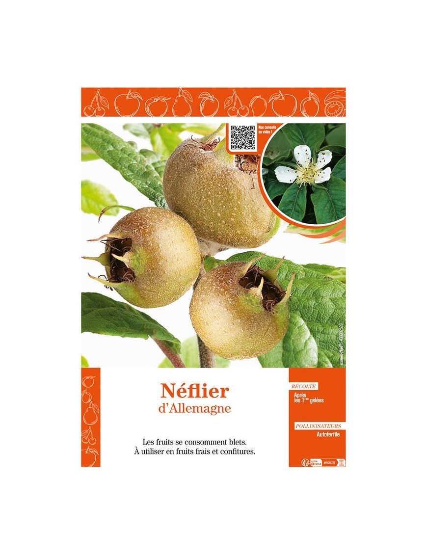 NÉFLIER D'ALLEMAGNE