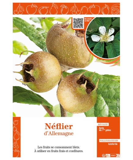 NÉFLIER D'ALLEMAGNE