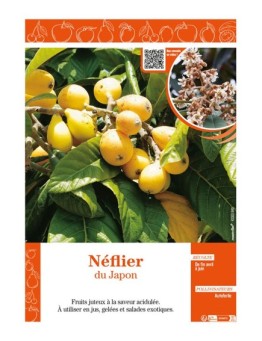 NÉFLIER DU JAPON