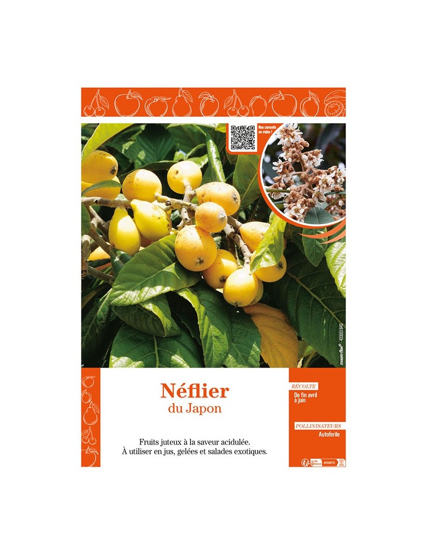 NÉFLIER DU JAPON