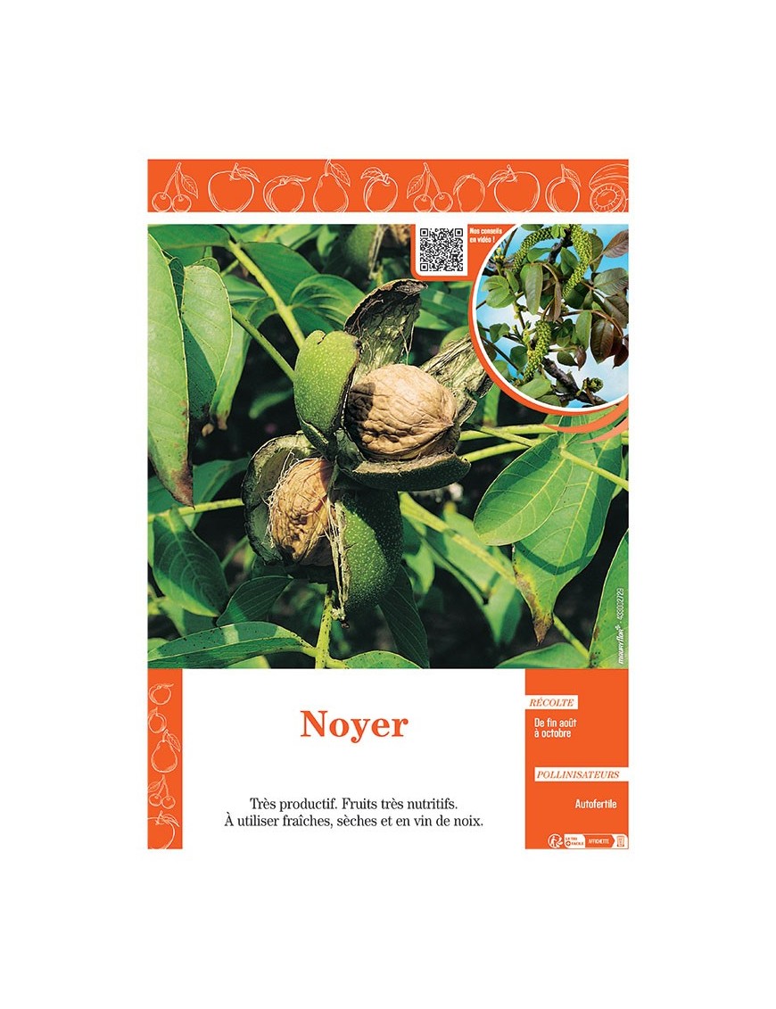 NOYER