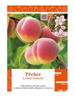 PÊCHER À CHAIR BLANCHE