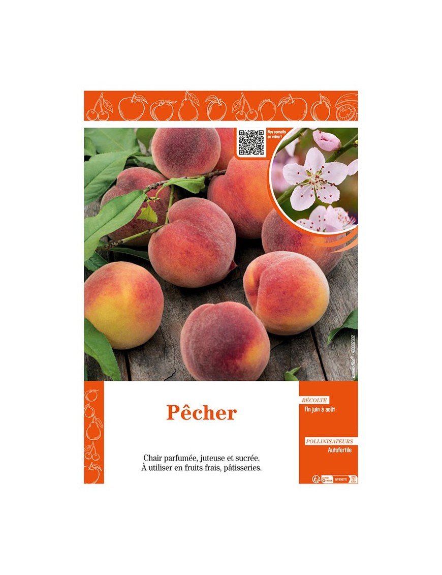 PÊCHER (À CHAIR JAUNE)