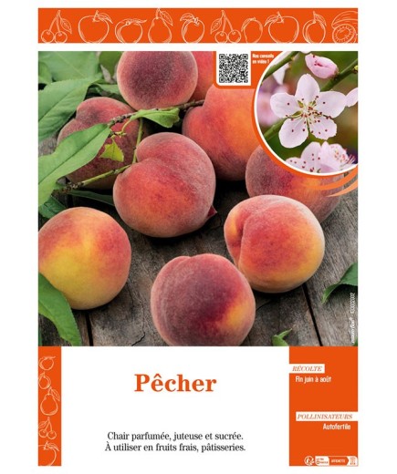 PÊCHER (À CHAIR JAUNE)