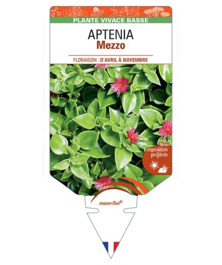 APTENIA Mezzo