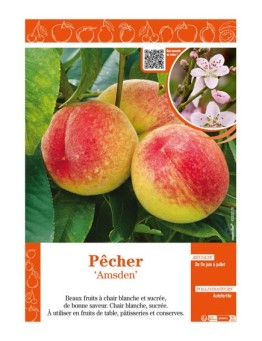 PÊCHER AMSDEM