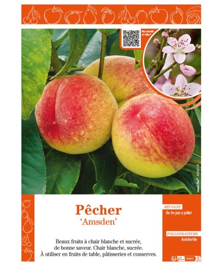 PÊCHER AMSDEM