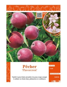 PÊCHER FLAVORCREST