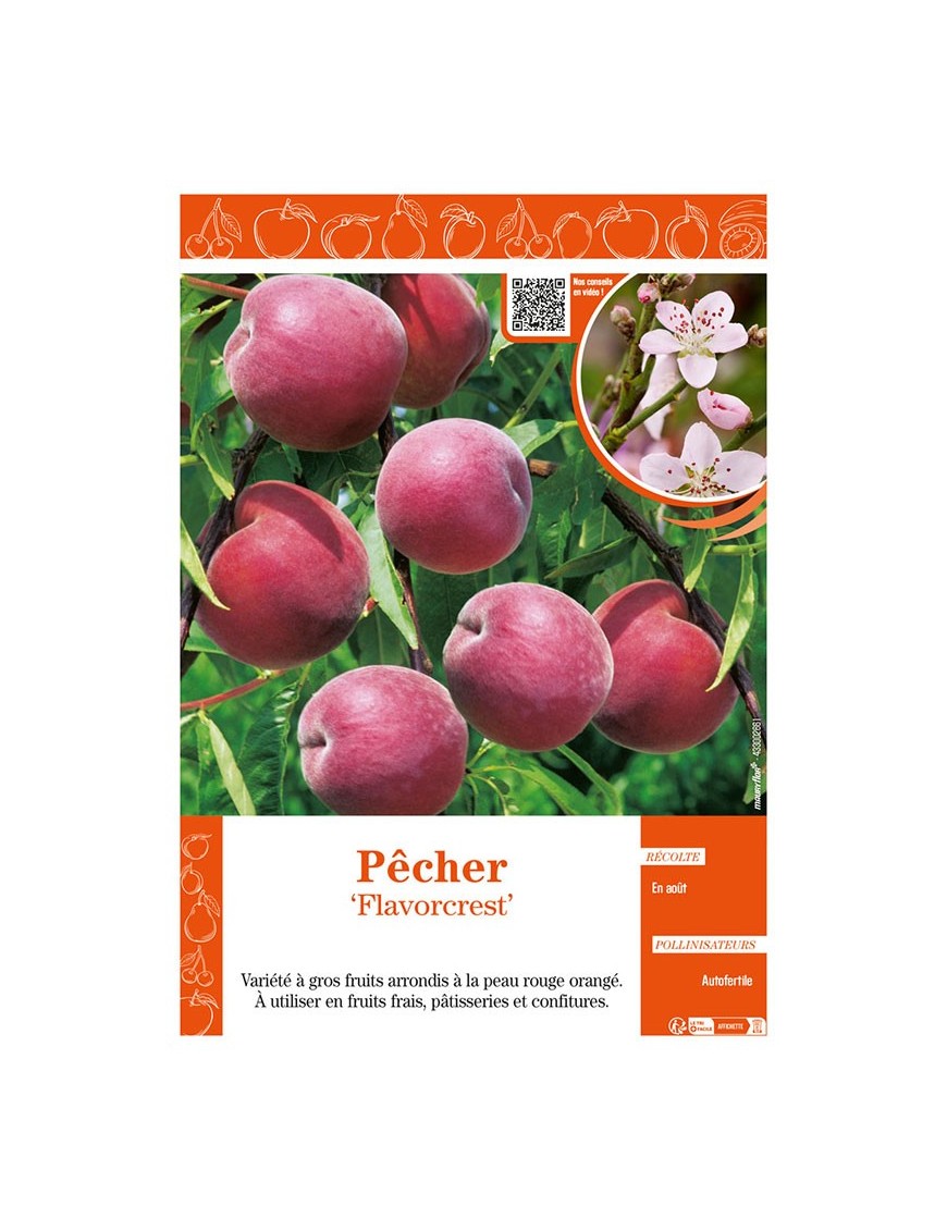 PÊCHER FLAVORCREST