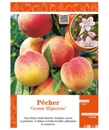 PÊCHER GROSSE MIGNONNE