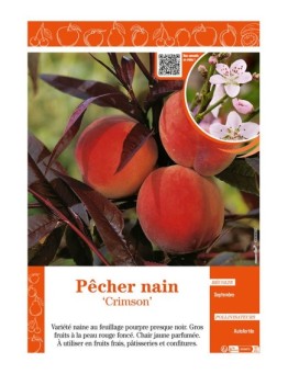 PÊCHER NAIN CRIMSON