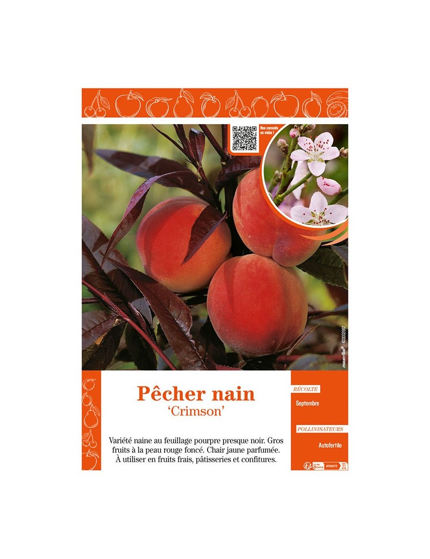 PÊCHER NAIN CRIMSON