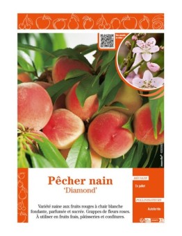 PÊCHER NAIN DIAMOND