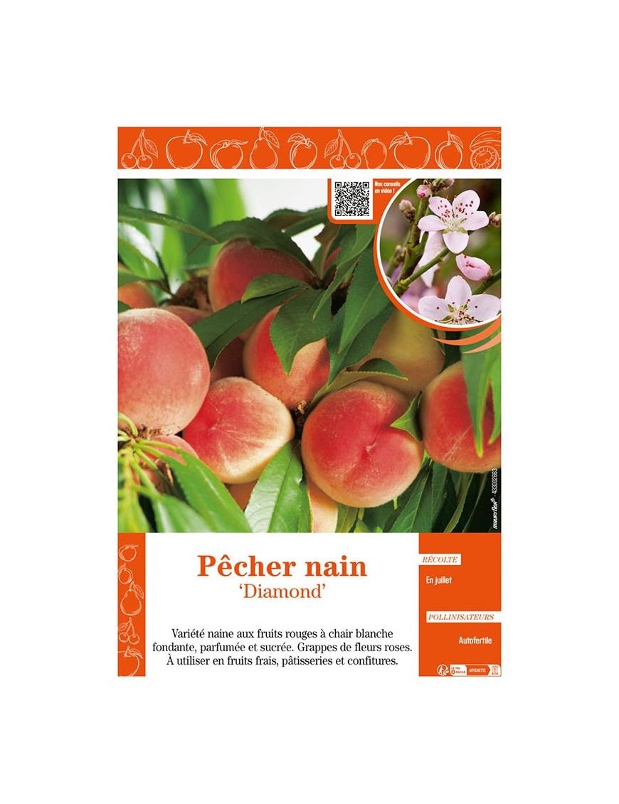 PÊCHER NAIN DIAMOND