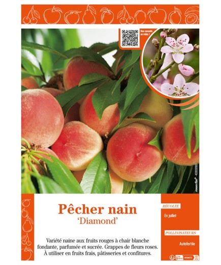 PÊCHER NAIN DIAMOND