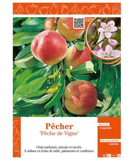 PÊCHER PÊCHE DE VIGNE