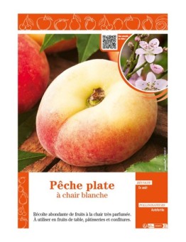 PÊCHE PLATE À CHAIR BLANCHE