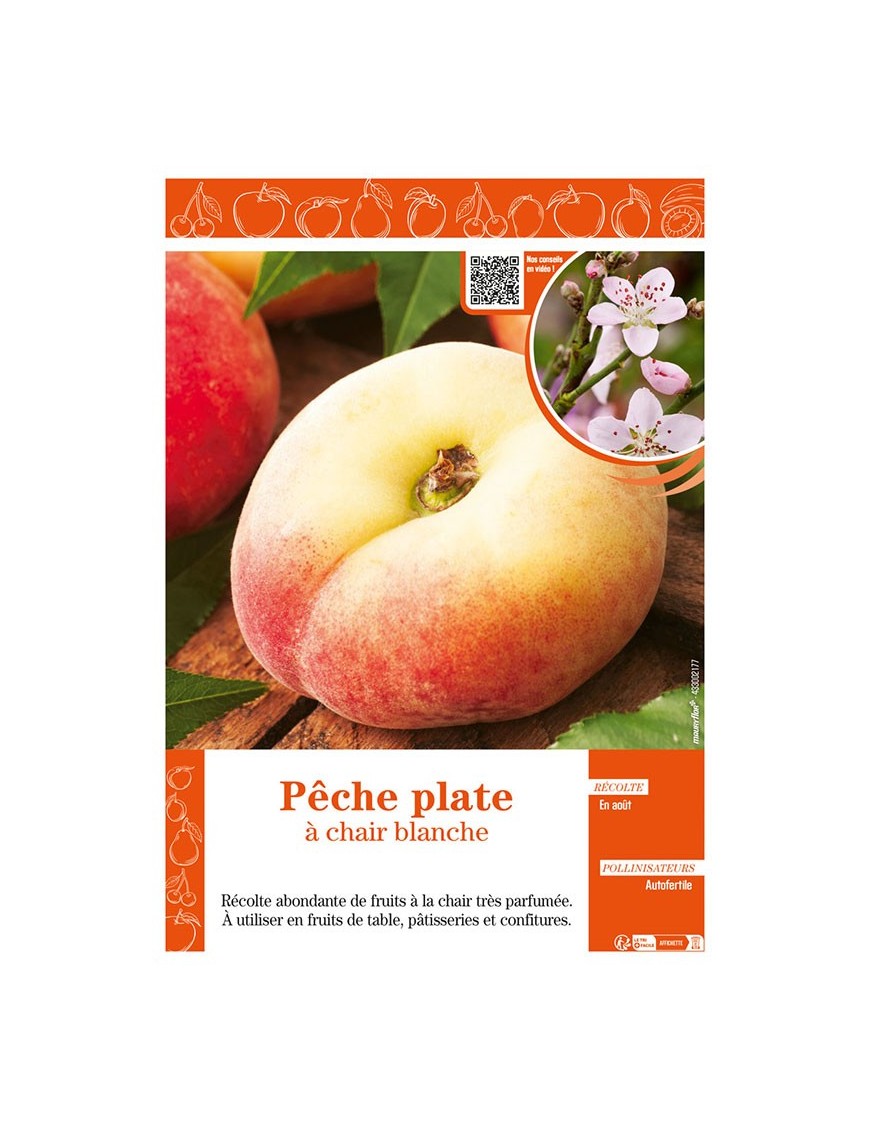 PÊCHE PLATE À CHAIR BLANCHE