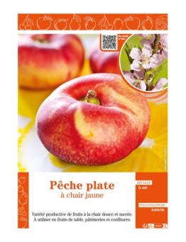 PÊCHE PLATE À CHAIR JAUNE