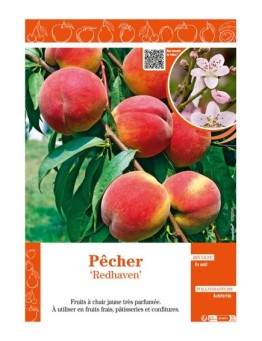 PÊCHER REDHAVEN