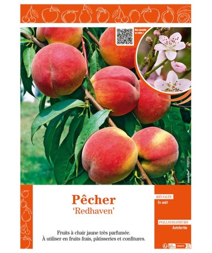 PÊCHER REDHAVEN