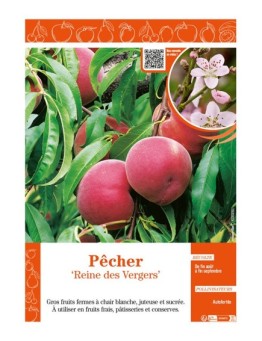 PÊCHER REINE DES VERGERS