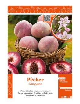 PÊCHER SANGUINE