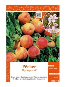 PÊCHER SPRINGCREST
