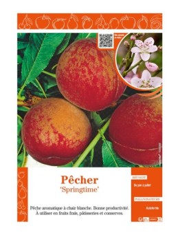 PÊCHER SPRINGTIME