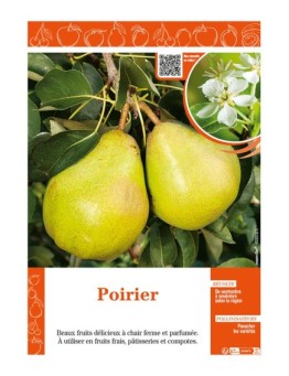 POIRIER (SANS NOM)