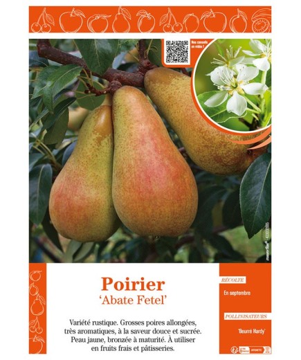 POIRIER ABATE FETEL
