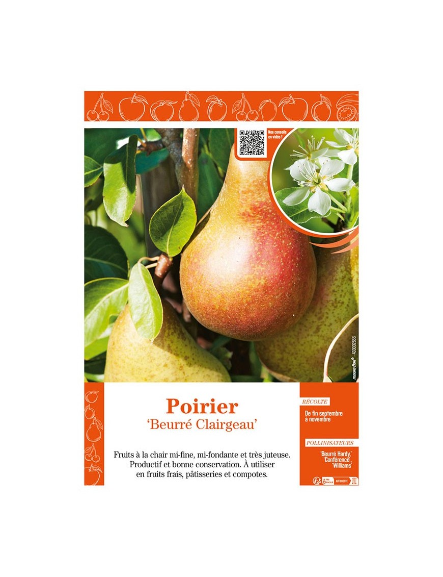 POIRIER BEURRÉ CLAIRGEAU