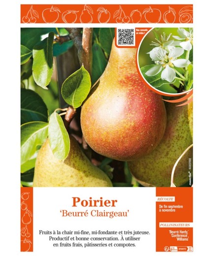 POIRIER BEURRÉ CLAIRGEAU
