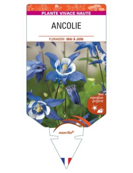 AQUILEGIA VULGARIS voir Ancolie (bleu blanc)