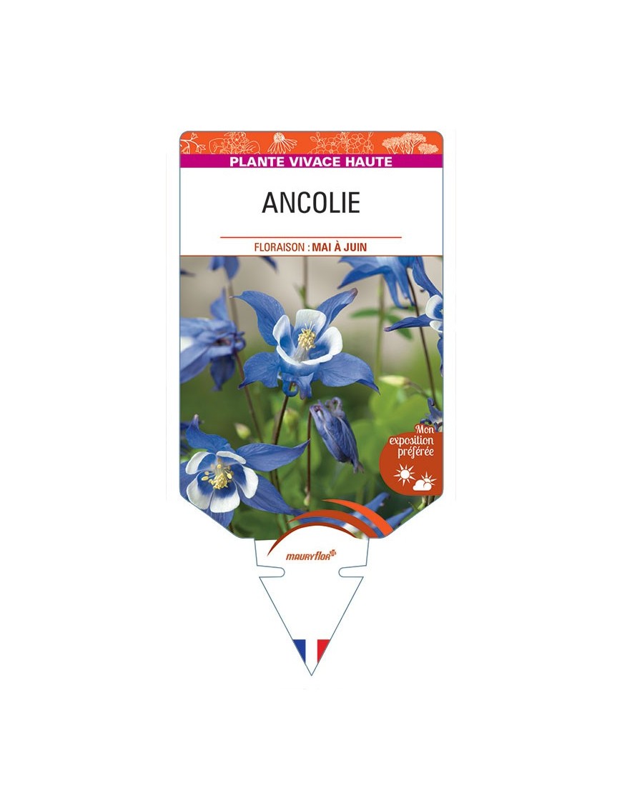 AQUILEGIA VULGARIS voir Ancolie (bleu blanc)