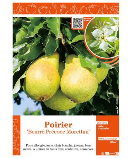 POIRIER BEURRÉ PRÉCOCE MORETTINI