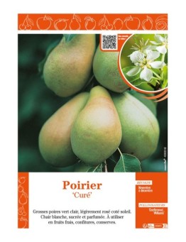 POIRIER CURÉ